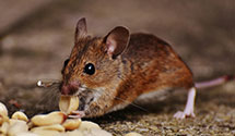 24 Hour & Emergency Exterminators in Wartrace, IL